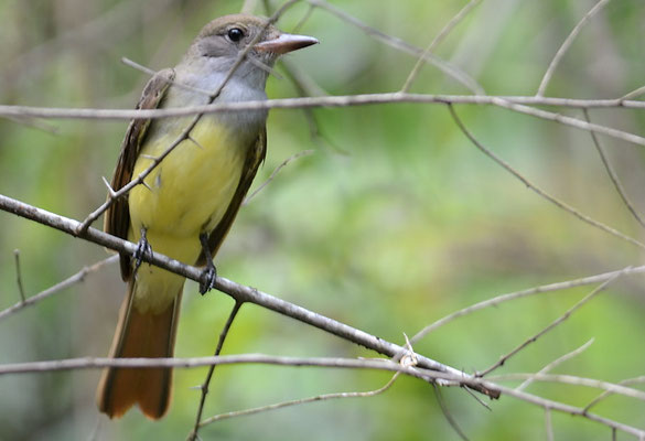 SCHNÄPPERTYRANN, GREAT CRESTED FLYCATCHER, MYIARCHUS CRINITUS