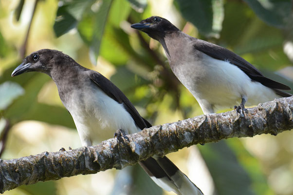 BRAUNHÄHER, BROWN JAY, CYANOCORAX MORIO