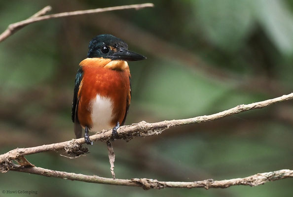 ERZFISCHER, AMERICAN PYGMY KINGFISHER, CHLOROCERYLE AENEA