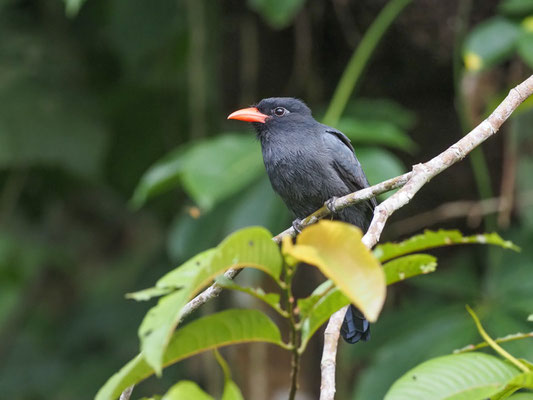Schwarzstirntrappist, Black-fronted Nunbird - Monasa nigrifrons