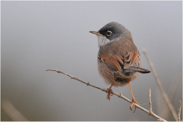BRILLENGRASMÜCKE, SPECTACLED WARBLER, SYLVIA CONSPICILLATA