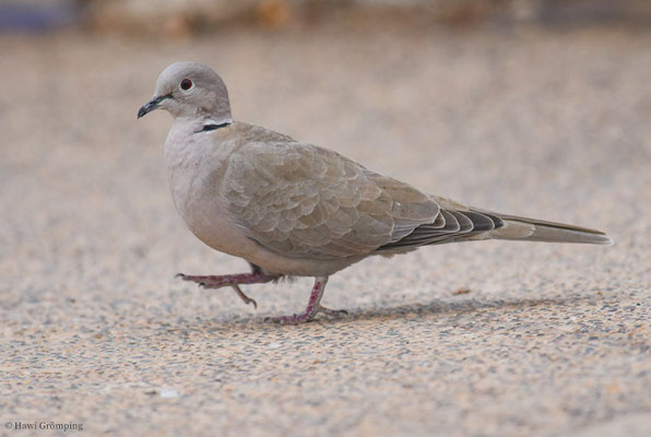 TÜRKENTAUBE, COLLARED DOVE, STREPTOPELIA ORIENTALIS