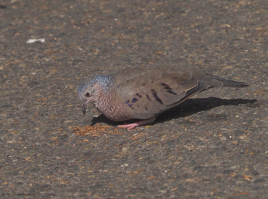 SPERLINGSTÄUBCHEN, COMMON GROUND-DOVE, COLUMBINA PASSERINA