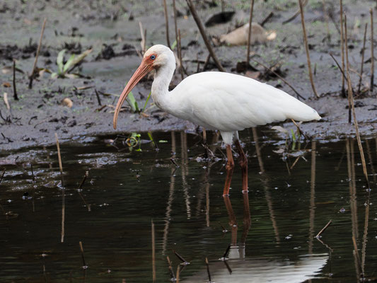 SCHNEESICHLER, WHITE IBIS, EUDOCIMUS ALBUS