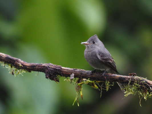 SCHIEFERTYRANN, SMOKE-COLORED PEWEE - CONTOPUS FUMIGATUS