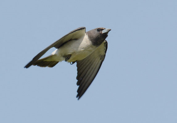 WEISSBAUCH-SCHWALBENSTAR, WHITE-BREASTED WOODSWALLOW, ARTAMUS LEUCORYNCHUS