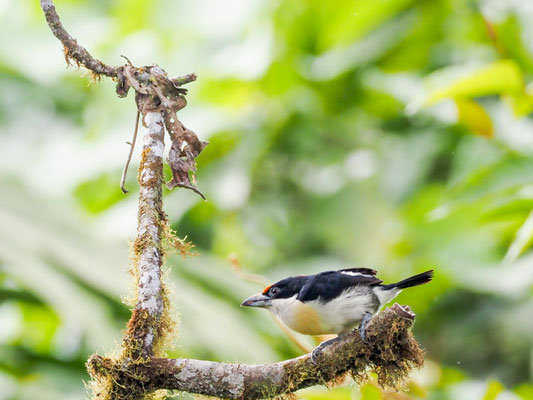 Weißnackenbartvogel, Orange-fronted Barbet - Capito squamatus