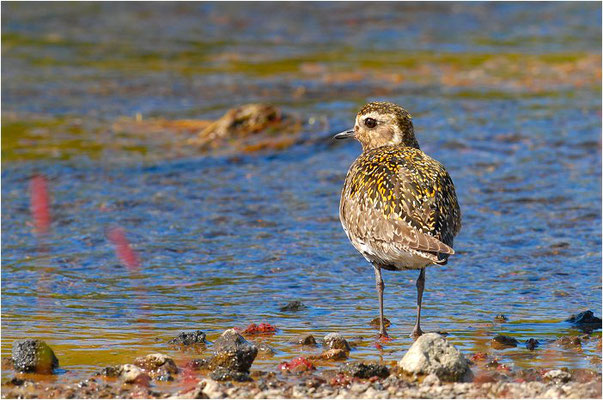 GOLDREGENPFEIFER, GOLDEN PLOVER, PLUVIALIS APRICARIA