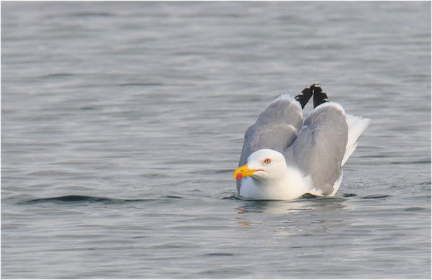 MITTELMEERMÖWE, YELLOW-LEGGED GULL, LARUS MICHAHELLIS