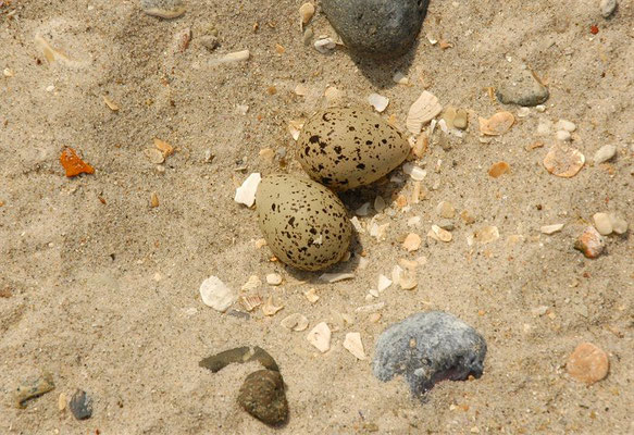 SANDREGENPFEIFER, RINGED PLOVER, CHARADRIUS HIATICULA