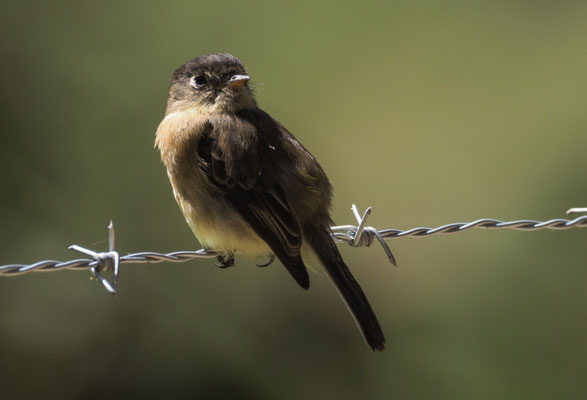 KAPUTZENTYRANN, BLACK-CAPPED FLYCATCHER, EMPIDONAX ATRICEPS
