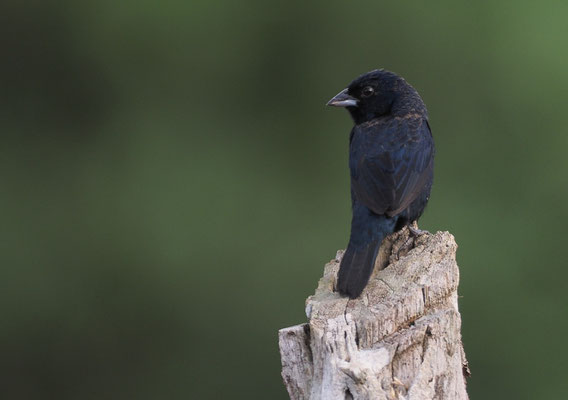 JAKARINITANGARE, BLUE-BLACK-GRASSQUIT, VOLATINIA JACARINA