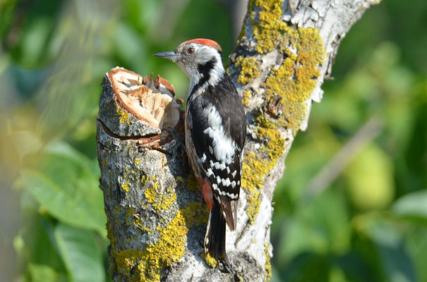MITTELSPECHT, MIDDLE-SPOTTED WOODPECKER