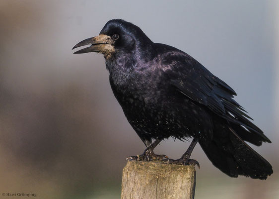 SAATKRÄHE, ROOK, CORVUS FRUGILEGUS