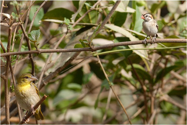 DOMINIKANERWITWE, PIN-TAILED WHYDAH, VIDUA MACROURA