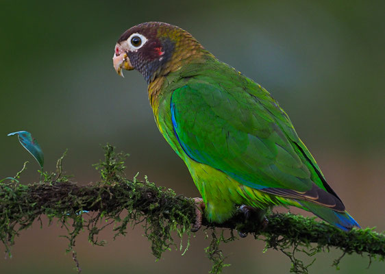 BLUTOHRPAPAGEI, BROWN-HOODED PARROT, PINOPSITTA HAEMATOTIS