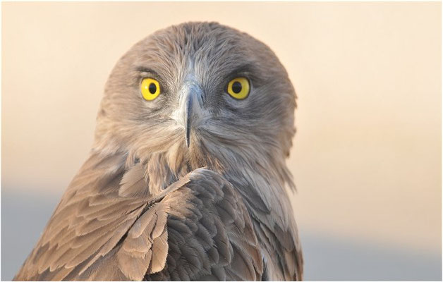 SCHLANGENADLER, SHORT-TOED EAGLE, CIRCAETUS GALLICUS