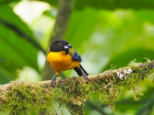 SCHWARZKINN-BERGTANGARE, BLACK-CHINNED MOUNTAIN-TANAGER - ANISOGNATHUS NOTABILIS
