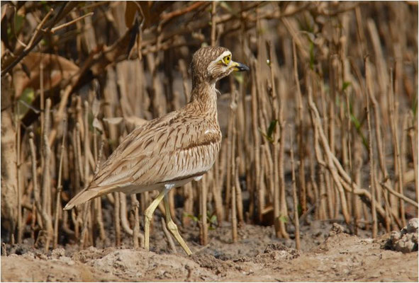 SENEGALTRIEL, SENEGAL THICK-KNEE, BURHINUS SENEGALENSIS