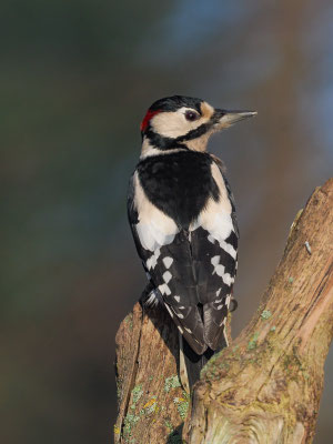 BUNTSPECHT, GREAT SPOTTED WOODPECKER, DENDROCOPOS MAJOR