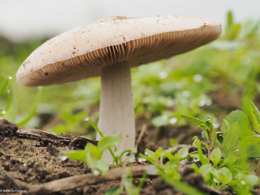 Großer Scheidling - Volvariella gloiocephala