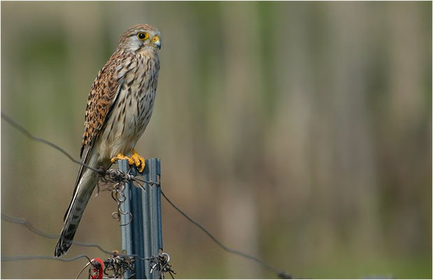 TURMFALKE, KESTREL, FALCO TINNUNCULUS
