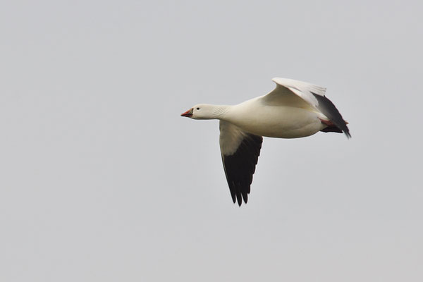 SCHNEEGANS, SNOW GOOSE, ANSER CAERULESCENS