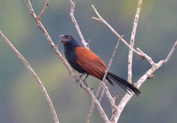 HECKENKUCKUCK, GREATER COUCAL, CENTROPUS SINENSIS