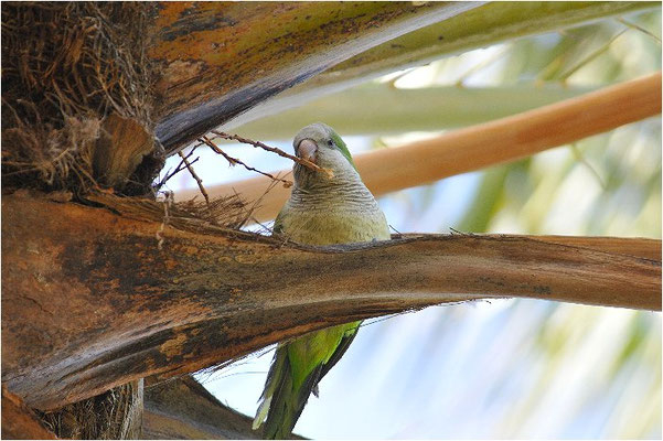 MÖNCHSSITTICH, MONK PARAKEET, MYIOPSITTA MONACHUS