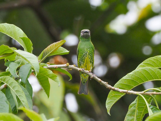 SCHWALBENTANGARE, SWALLOW TANAGER - TERSINA VIRIDIS