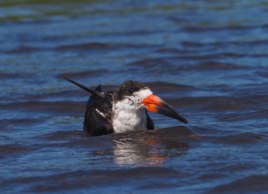 SCHWARZMANTEL-SCHERENSCHNABEL, BLACK SKIMMER, RYNCHOPS NIGER