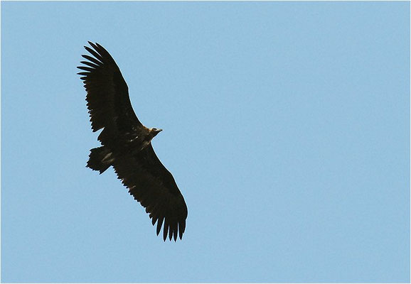 MÖNCHSGEIER, BLACK VULTURE, AEGYPIUS MONACHUS
