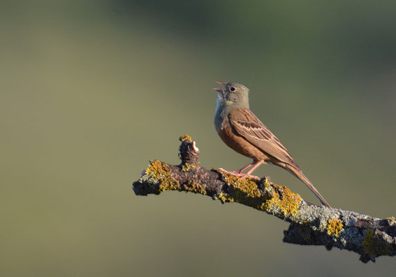 ORTOLAN, ORTOLAN BUNTING, EMBERIZA HORTULANA