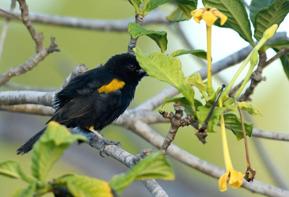 EPAULETTENTRUPIAL, EPAULET ORIOLE, ICTERUS CAYANENSIS