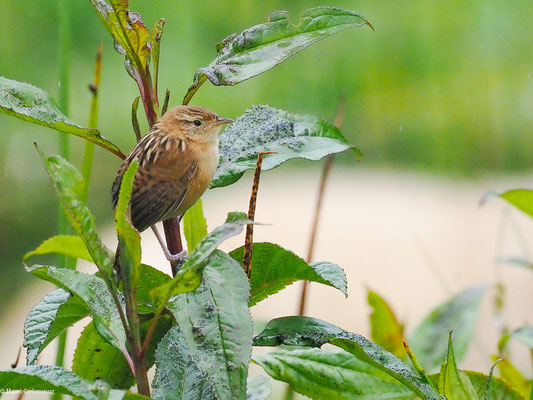 SEGGENZAUNKÖNIG, SEDGE WREN - CISTOTHORUS PLATENSIS
