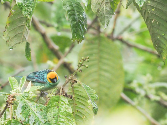 Gelbkopftangare, Saffron-crowned Tanager - tangara xanthocephala