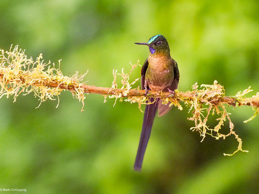 LANGSCHWANZSYLPHE, VIOLET-TAILED SYLPH -  AGLAIOCERCUS COELESTIS