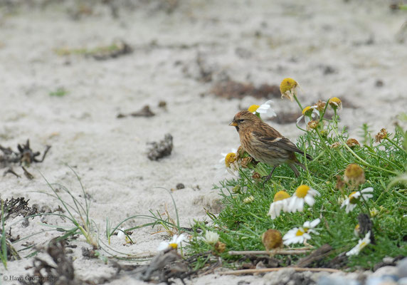 ALPENBIRKENZEISIG, LESSER REDPOLL, CARDUELIS CABARET