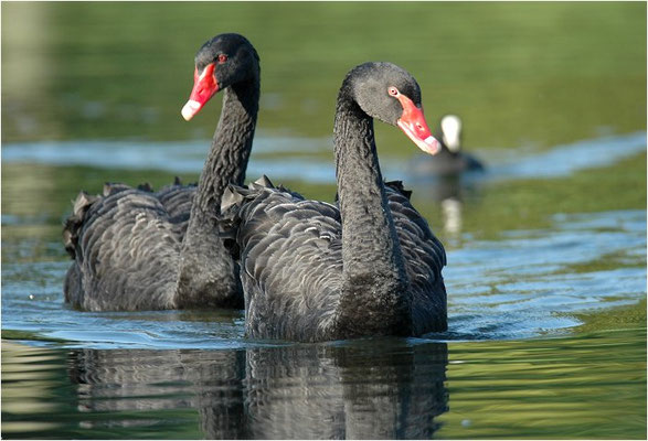 TRAUERSCHWAN, BLACK SWAN, CYGNUS ATRATUS