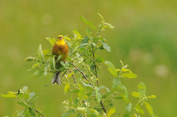 GOLDAMMER, YELLOWHAMMER, EMBERIZA CITRINELLA