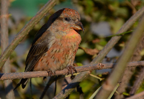FICHTENKREUZSCHNABEL, COMMON CROSSBILL, LOXIA CURVIROSTRA