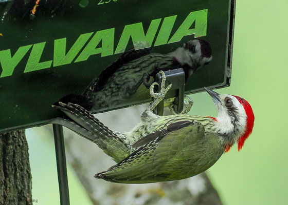 KUBA-GRÜNSPECHT, CUBAN GREEN WOODPECKER, XIPHIDIOPICUS PERCUSSUS