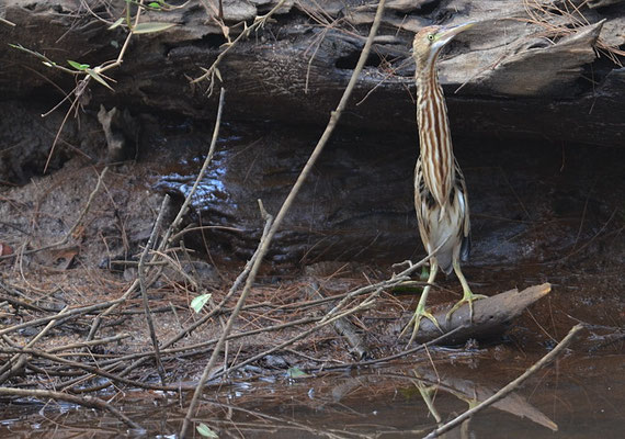 CHINADOMMEL, YELLOW BITTERN, IXOBRYCHUS SINENSIS