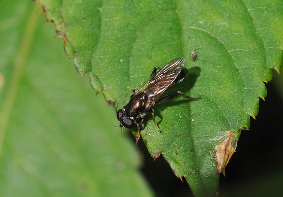 GEMEINE LANGBAUCHSCHWEBFLIEGE, XYLOTA SEGNIS
