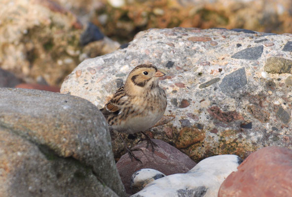 SPORNAMMER, LAPLAND BUNTING, CALCARIUS LAPPONICUS