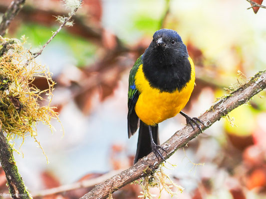 SCHWARZBRUST-BERGTANGARE, BLACK-CHESTED MOUNTAIN-TANAGER - CNEMATHRAUPIS EXIMIA