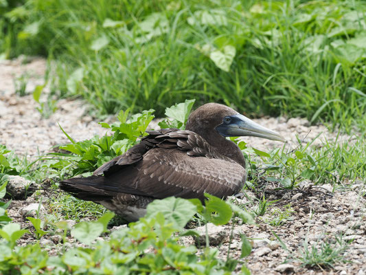 NAZCATÖLPEL, NAZCA BOOBY - SULA GRANTI