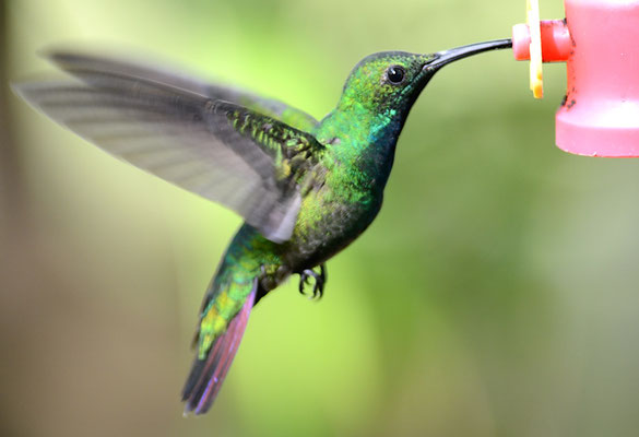 GRÜNKEHLMANGO, GREEN-BREASTED MANGO,  ANTHRACOTHORAX PREVOSTII 