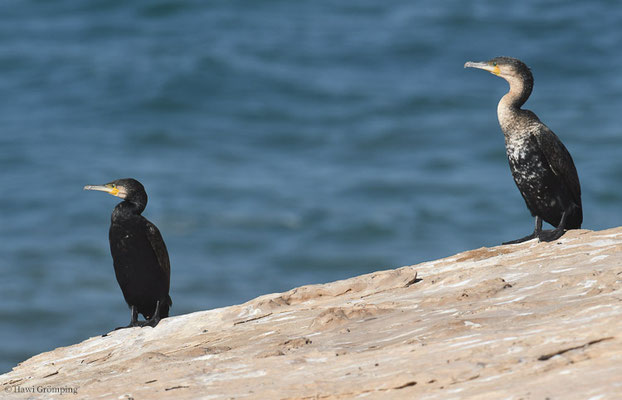 KORMORAN, CORMORANT, PHALACROCORAX CARBO