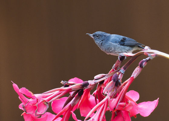 EINFARB-HAKENSCHNABEL, SLATY FLOWERPIERCER, DIGLOSSA PLUMBEA
